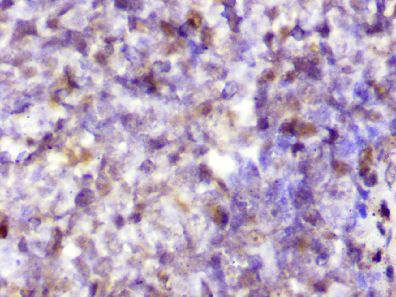 ihc7